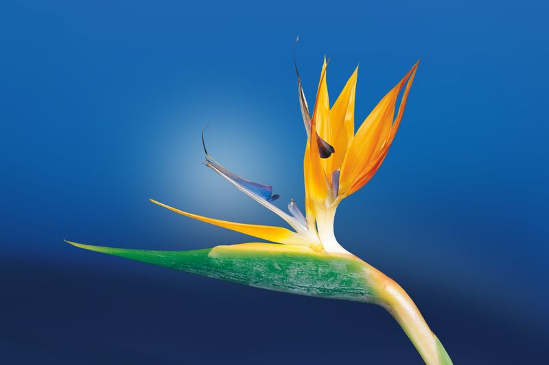 Composition florale tropicale avec strelitzias et feuilles exotiques